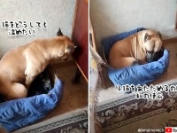 子猫は私が温める！母猫を差し置いて子猫たちの母親代わりになろうとする犬