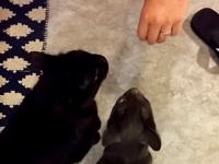 ほかの猫のニオイをつけて帰るなんて！ヤキモチをやく猫たちの反応をご覧ください