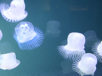 想芸館　浮遊Factoryのプレスリリース画像