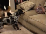 『これはなんだろう？』ソファーに置かれたクッションに怯える犬が面白すぎる！