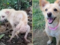 草むらに痩せ細った犬が！病を患い無情に捨てられた犬、献身的な看病でニンゲンへの信頼と愛情を取り戻す
