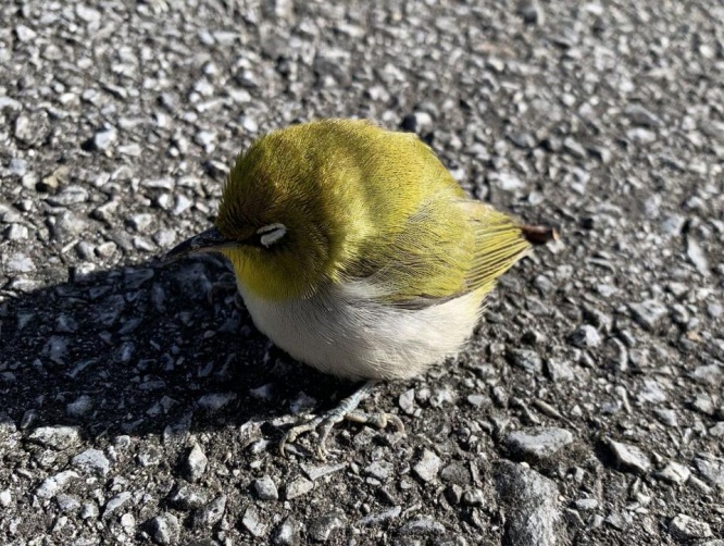 かわいい...（画像は国場のポッチャさんから、編集部でトリミング）