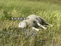どんな幸せな夢を見ているんだろう？食べながら眠る羊
