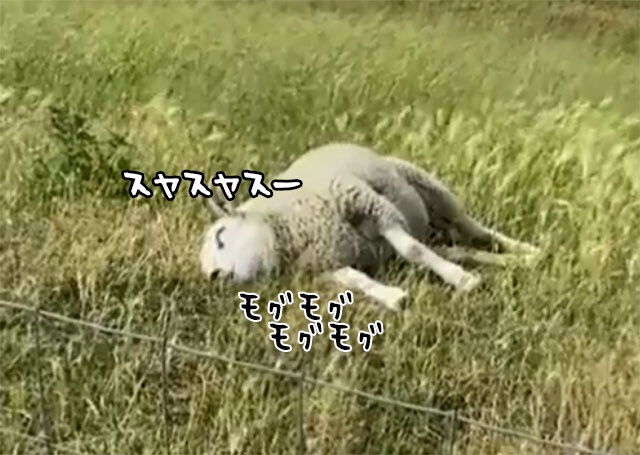 どんな幸せな夢を見ているんだろう？食べながら眠る羊