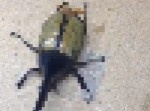 【閲覧注意】デ、デカい… こんなカブトムシがいたらマジでビビる！