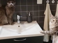 猫ならばこうあるべき！母猫の教えに困惑するメインクーンの子猫