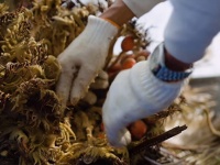 有毒の植物「ソテツ」を知恵と工夫で食用にし「命の恩人」として大切に育てている奄美大島の人々