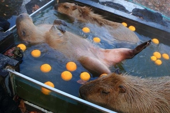 ゴロンゴロン...浴槽内でいつもより多く回っています(2015年1月4日 埼玉県こども動物自然公園より、いいね!数:574)