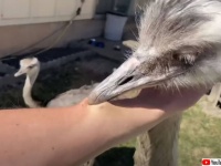 南米最大の鳥類「レア」から身を守る方法