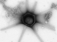 マサチューセッツ州の森で発見された、触手や星のような外殻をもつ多様な巨大ウイルス様粒子