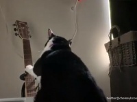 わいの魂の叫びを聴け！毎朝4時半になるとギターをかき鳴らし飼い主を起こす猫