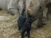サイの飼育小屋で一緒に暮らす黒猫。今日もスリスリらぶりんちょムード（チェコ共和国）