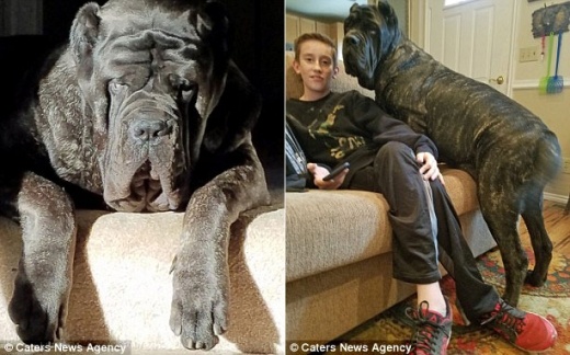 巨大犬　ユーフラテス