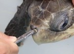 海のゴミで苦しむウミガメ。救助作業の映像がツラすぎる…