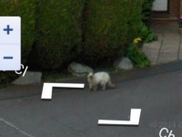 今は亡き、愛する人やペットの姿が！偶然Googleストリートビューにとらえられていた、心にグッとくる思い出のメモリー