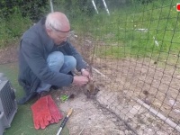 WildLife Aid～助けてやるからちょっとおとなしくしてなさいよ！クリケットのネットに絡まった子ギツネたち