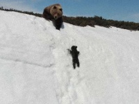 つるんつるん、何度も滑り落ちそうになりながら雪の斜面を必死に登ろうとするクマの子の懸命さに心が震える(ロシア)