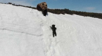 つるんつるん、何度も滑り落ちそうになりながら雪の斜面を必死に登ろうとするクマの子の懸命さに心が震える(ロシア)