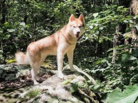 困っている者を察知し自発的に助ける黄金の心を持った犬。7つの小さな子猫の命を救ったシベリアン・ハスキー（アメリカ）