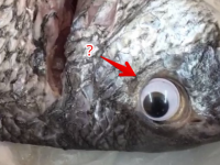 新鮮に見えるだろ？鮮度アップを狙って魚にプラスチックの目玉を付けて販売した鮮魚店が営業停止処分に（クウェート）