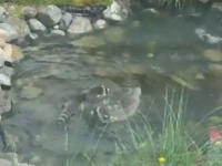 鯉が泳いでいると思ったら！アライグマ、おまえらかーい！アライグマ、池で風流に泳ぐ