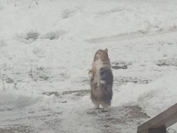 初雪を見た愛猫「ひらひらニャ！」と、舞い降りてくる雪をつかまえようとする