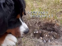 赤ちゃんウサギたちの巣を見つけた犬、毎日見守り続け、旅立っていった後に寂しそうな表情を見せる