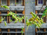 きっかけは2羽のつがいのインコだった。以来4000羽のインコのお世話をし続けるおじいさん（インド）