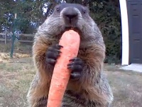 「うまいよこれ！」家庭菜園の野菜をカメラ目線でおいしそうに食べるウッドチャック（アメリカ）