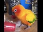 爆笑注意！！　コップを咥えたインコが・・・
