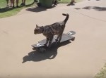 スケボーに乗って“ギネス記録に挑戦する猫”が超シュール！