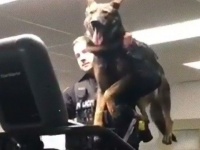 がっちり支えていますから。K9ドッグを抱えて運動する警官の姿に関する海外の反応