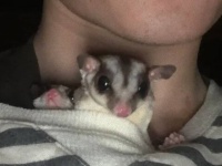 「まだまだ赤ちゃん気分がぬけなくて…」フクロモモンガの飼い主さんの嘆き兼おのろけ。