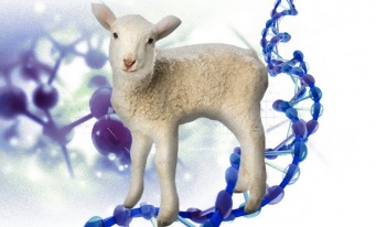 羊と人間のキメラ。人間の細胞を持つヒツジの胎児が誕生（米研究）