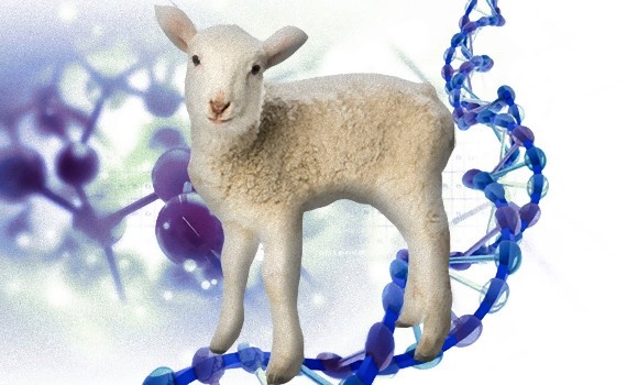 羊と人間のキメラ。人間の細胞を持つヒツジの胎児が誕生（米研究）