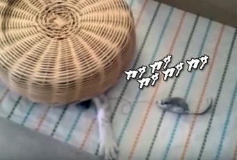 ニャン法、かご隠れの術でネズミを狙う猫のこの後すぐ！！