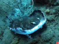 漁禁止区域で網にかかってしまったアカエイを救出するダイバー