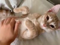 お腹を撫でてもらってうっとり幸せ。注射を頑張って我慢した猫に関する海外の反応