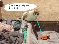 「これもってけ」旅行のパッキングをしていると、必ずスーツケースにお気に入りのぬいぐるみをいれてくる猫
