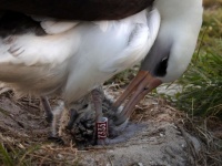 超高齢出産。世界最高年齢のアホウドリが70歳でヒナを孵す（アメリカ）