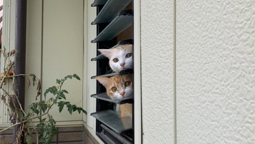 「どこかへ行くの？」「行っちゃうの？」　外に出た飼い主を監視する「ニャルソック」が可愛すぎ
