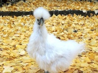 鳥谷こと、烏谷敬ちゃん（画像は阪大農学部提供）