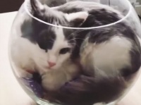 液体化してまでも、ガラス瓶の中のキャンディーを守り抜く猫