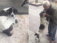 おじいさんはあきらめなかった。いなくなった愛犬を探し続けて3年後、ついに感動の再会を果たす（ジョージア）