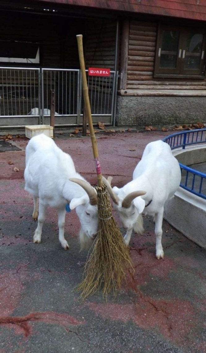 ここは通さないぞ!(画像は千葉市動物公園公式アカウントより)