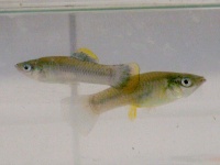 モテないオスの魚、モテるオスの魚と交尾することでメスとの交尾チャンスを増やす（ドイツ研究）