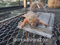 リスの水浴びっぷりが大胆すぎて惚れた（井の頭公園）