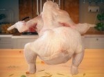 七面鳥が尻振りダンス“トゥワーク”を踊っちゃった！？