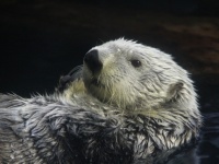 ​水族館からラッコが消えかけている。サンシャイン水族館でも今月で見納め