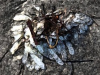 エイリアンの卵なのか？海岸に打ち上げられた白い粒状のものが入ったソーセージ状の袋（つぶつぶ注意）